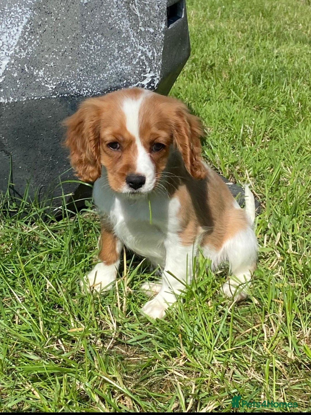 Cavalier King Charles Spaniel dogs for sale: Cavalier King Charles Puppies  - Image 5