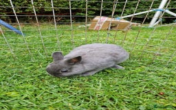 Netherland Dwarf rabbits for sale: Netherlands Dwarf - Image 3