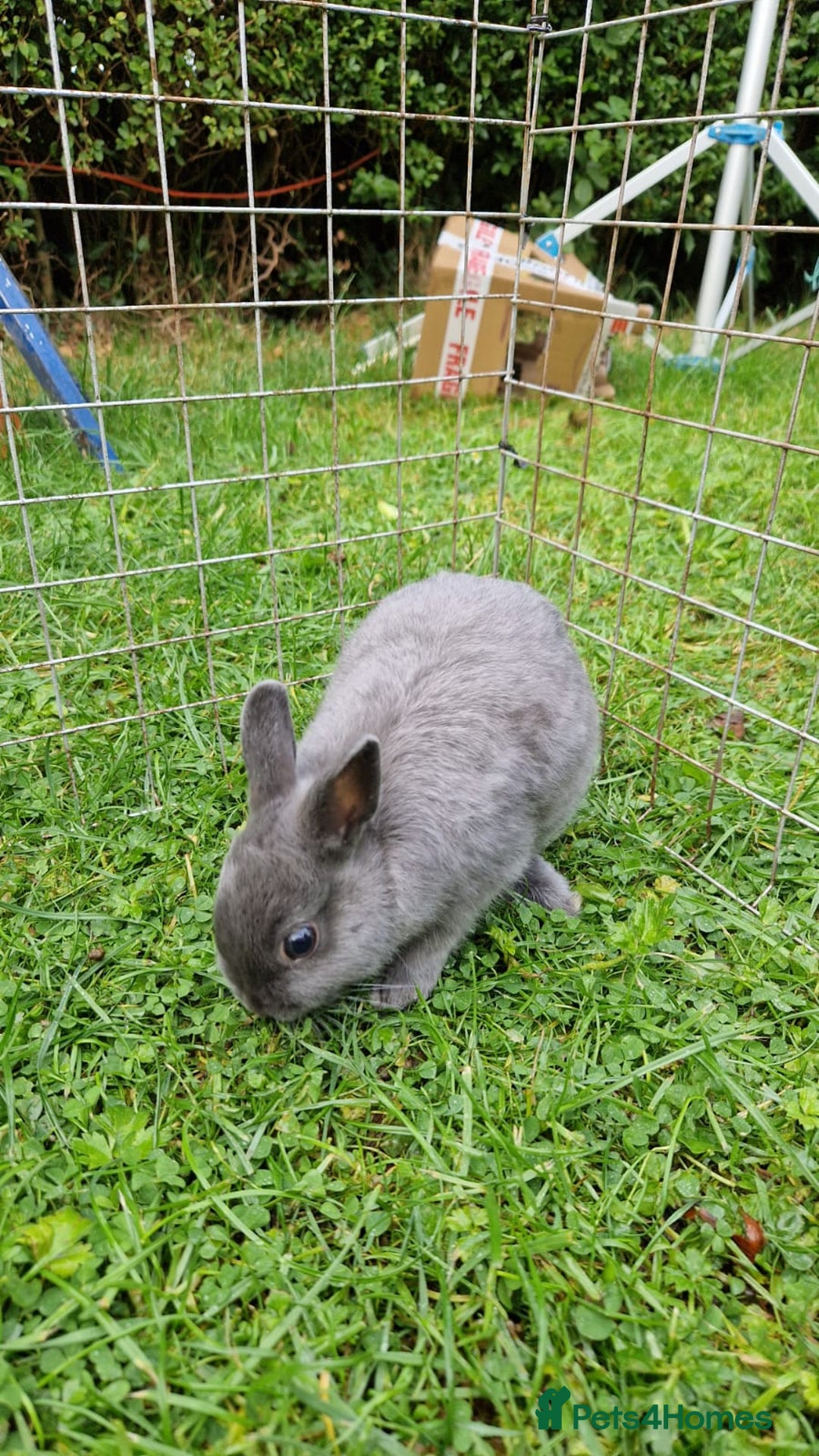 Netherland Dwarf rabbits for sale: Netherlands Dwarf - Image 3