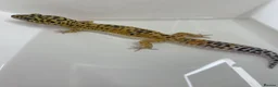 Leopard Gecko reptiles for sale: Leopard Gecko with Complete Vivarium & Accessories - Advert 5