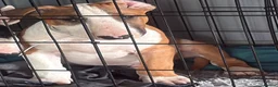 Bull Terrier dogs for sale: 4 month old male EBT  - Advert 2