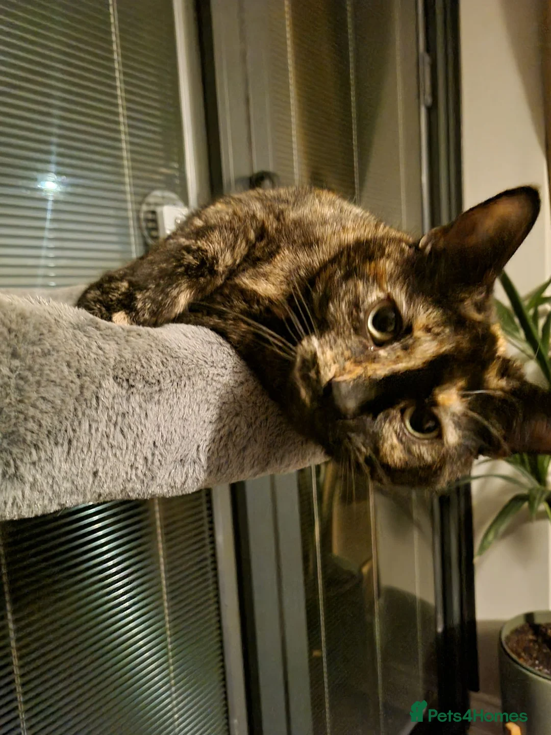Domestic Shorthair cats for sale: Susan - Seeking Forever Home - Advert 1