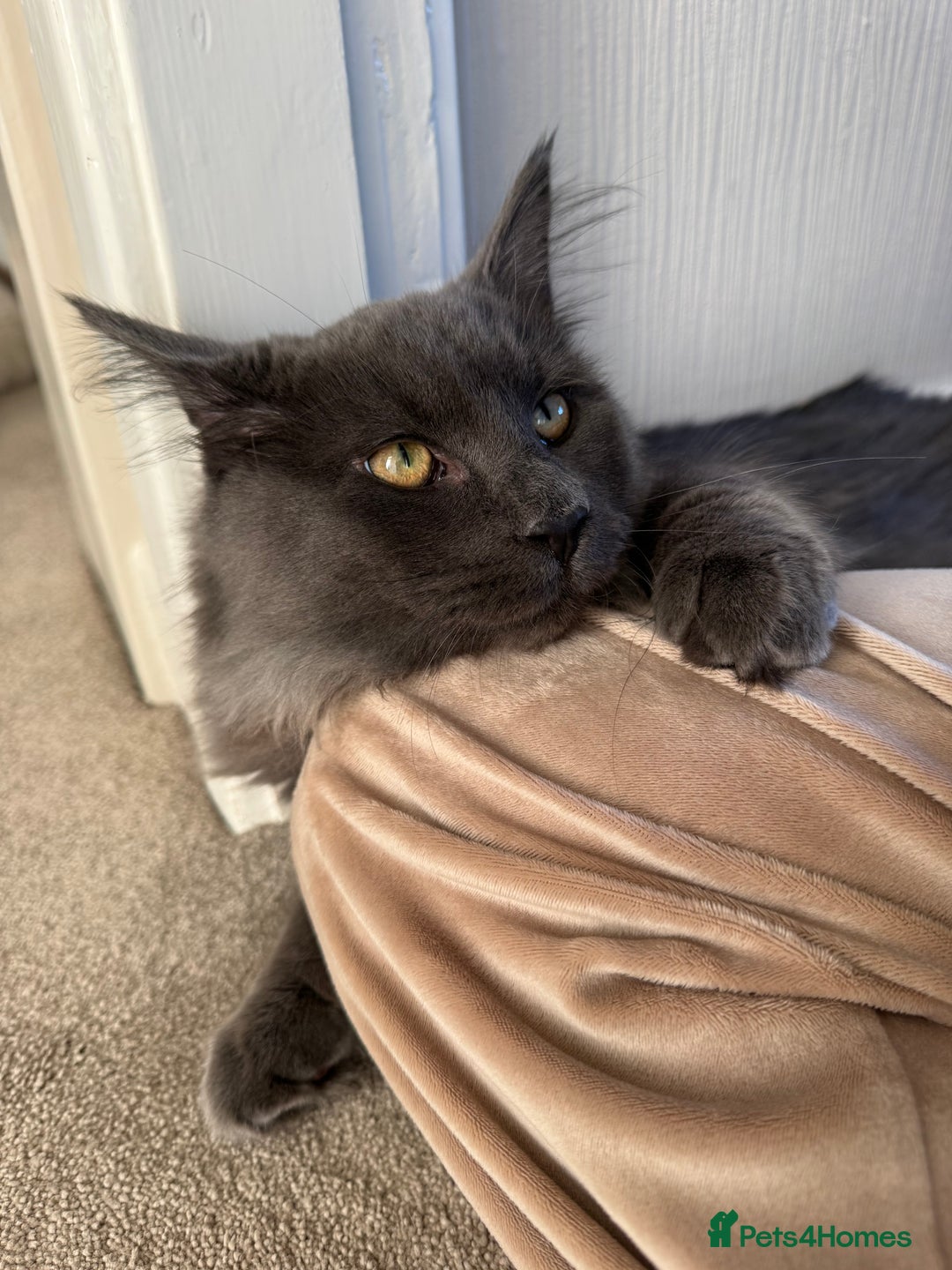 Maine Coon cats for sale: BlueSmoke Male Maine Coon🐾TICA Reg! ACTIVE!!  - Advert 4