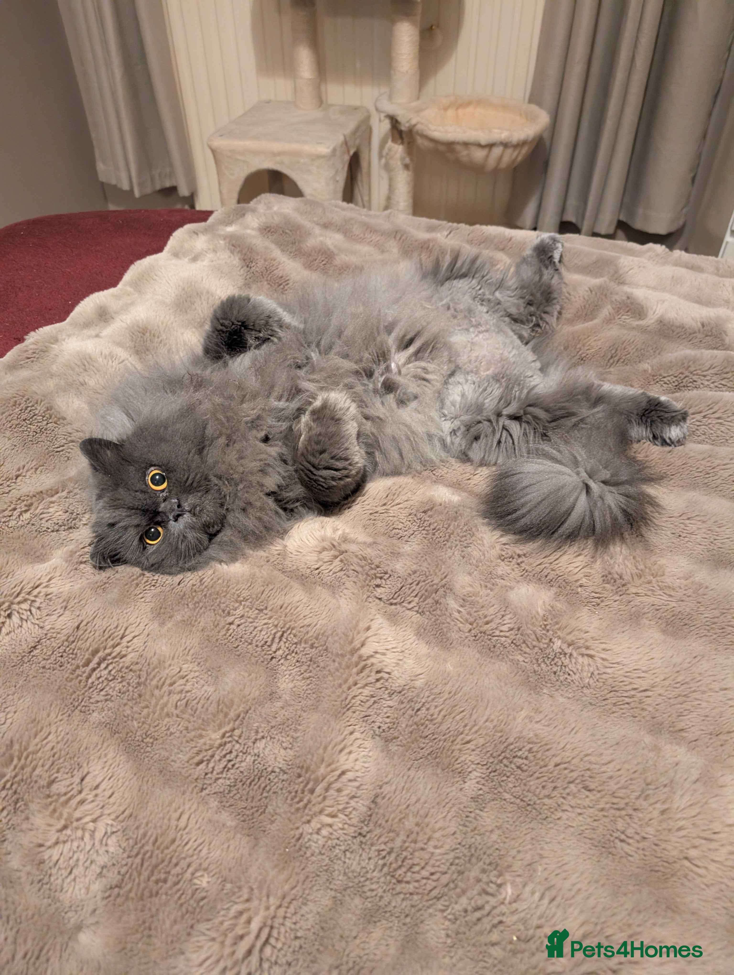 Persian cats Blue Persian male neutered  - Advert 2