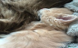 Maine Coon cats for sale: Stunning, super happy Mainecoon kittens x4 - Advert 3