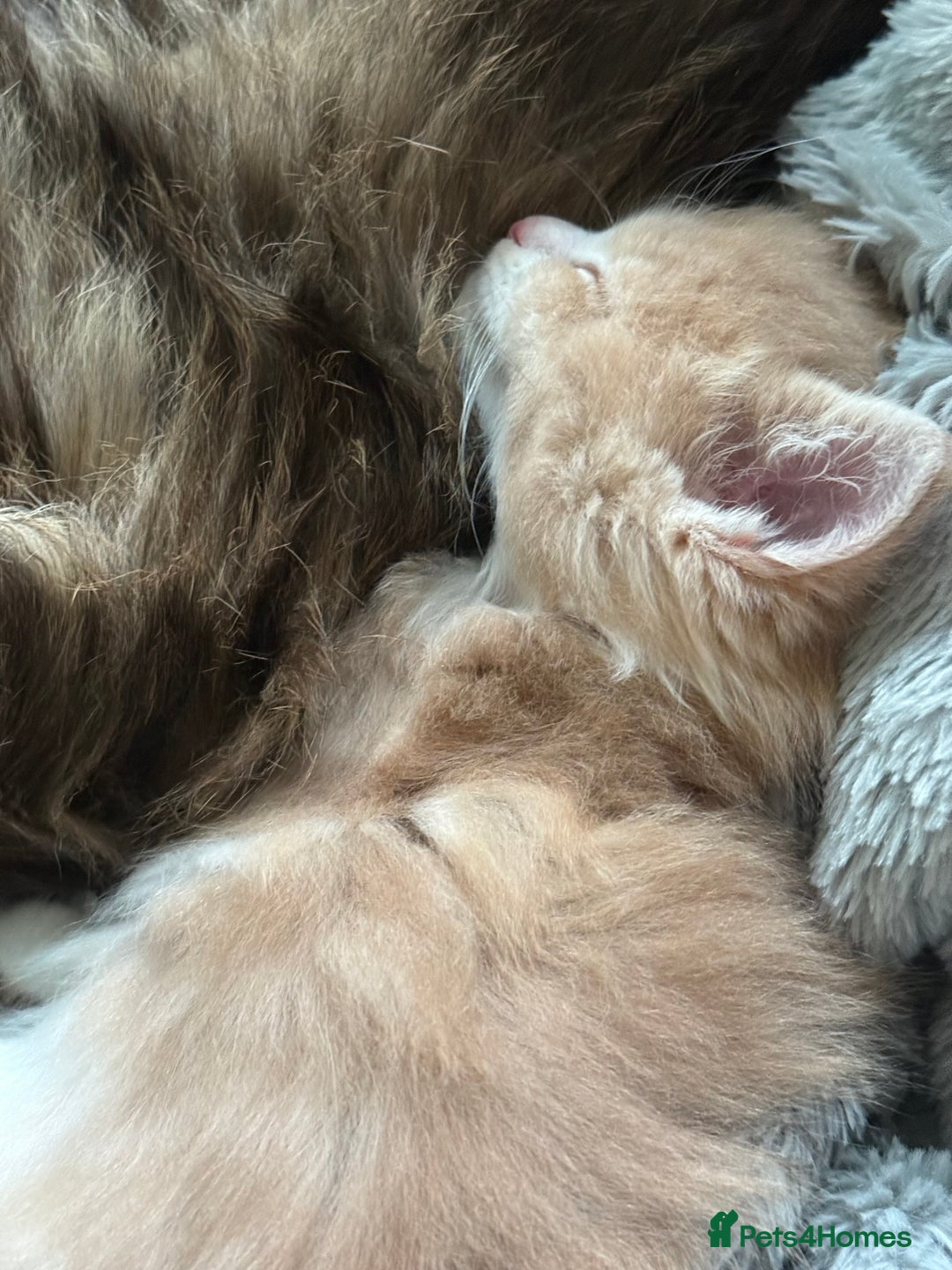Maine Coon cats for sale: Stunning, super happy Mainecoon kittens x4 - Advert 3