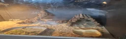 Bearded Dragon reptiles for sale: Male 14 month old bearded dragon with setup  in Nottingham - Advert 2