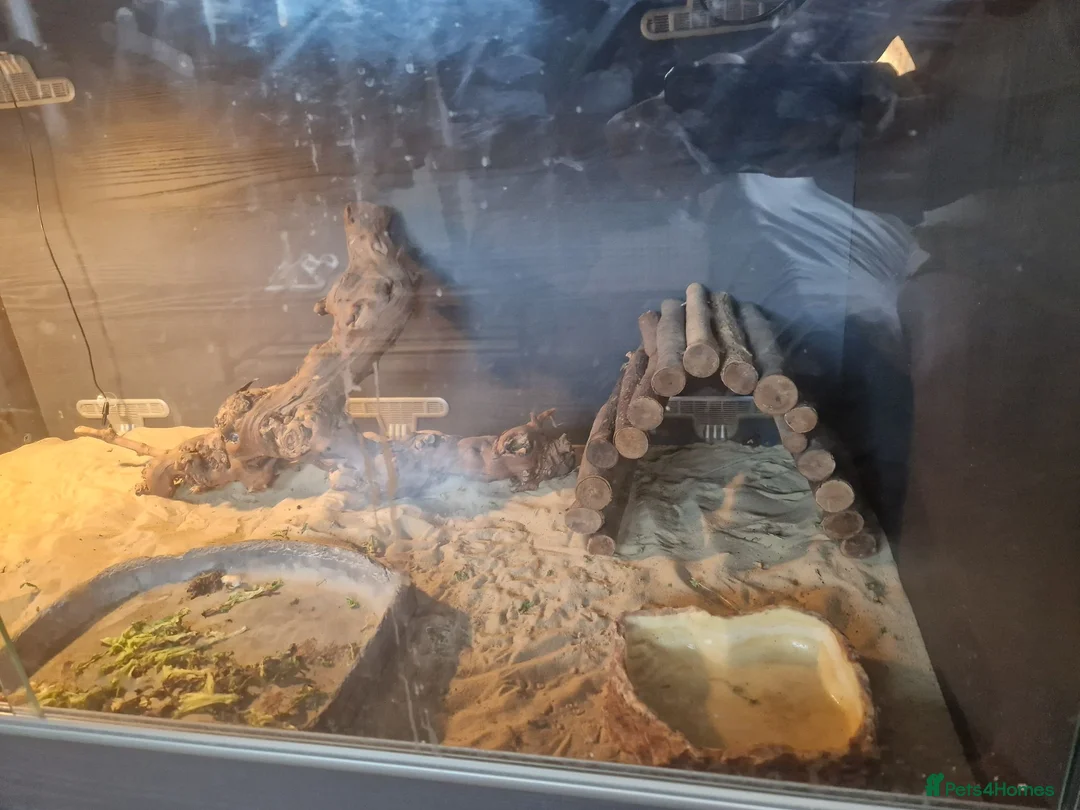 Bearded Dragon reptiles for sale: Male 14 month old bearded dragon with setup  in Nottingham - Advert 2