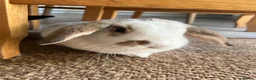 Mini Lop rabbits for sale: Palo and Sage Mini Lops 1.5 years in Sheffield - Advert 4