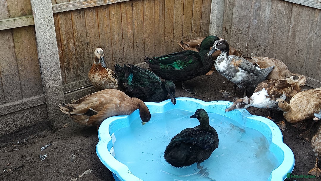 Ducks poultry for sale: Flock seeking new pasture - Image 6
