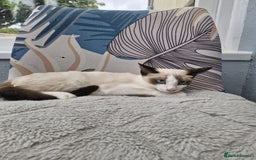Snowshoe cats for sale: Pedigree snowshoes ready now only two left - Image 8