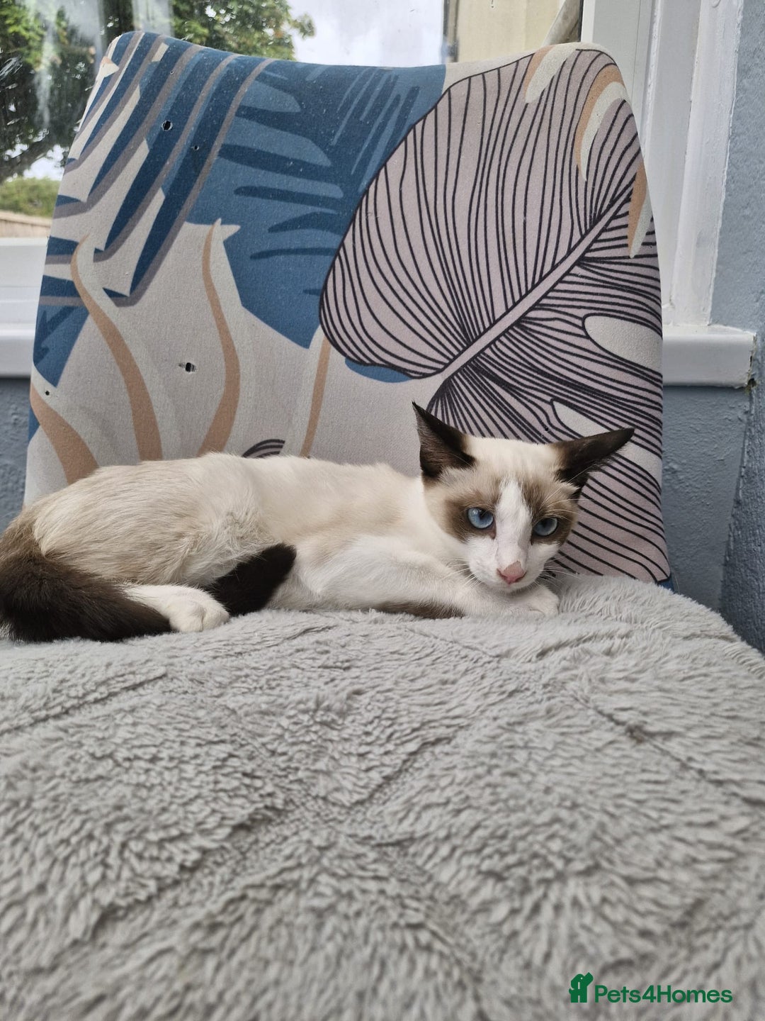 Snowshoe cats for sale: Pedigree snowshoes ready now only two left - Image 8