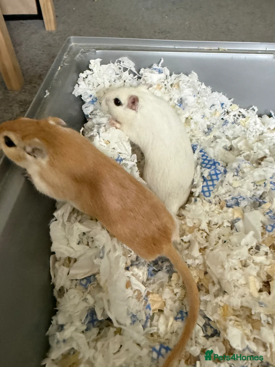 Gerbil rodents for sale: 2 x Gerbils and Cage (free to good home) - Advert 1