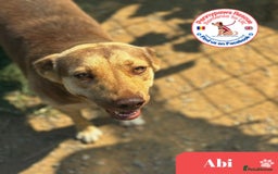 Mixed Breed dogs for adoption: ABI - Gorgeous Girl - Image 1