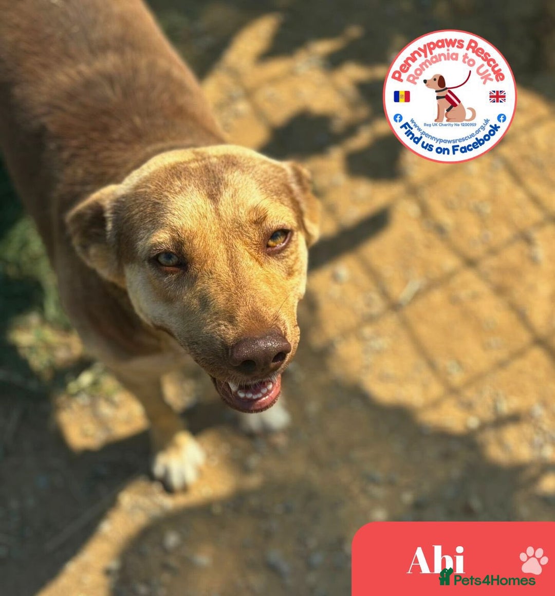 Mixed Breed dogs for adoption: ABI - Gorgeous Girl - Image 1
