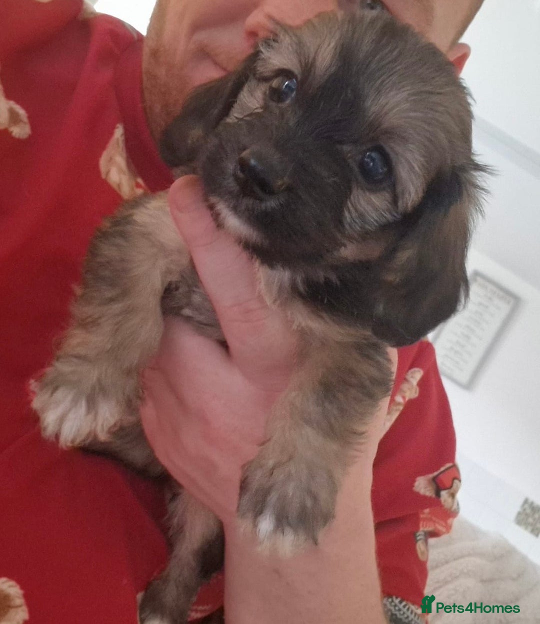 Mixed Breed dogs for sale: 6 Beautiful Daxichons - Advert 2