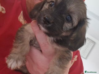 Mixed Breed dogs 6 Beautiful Daxichons - Advert 15