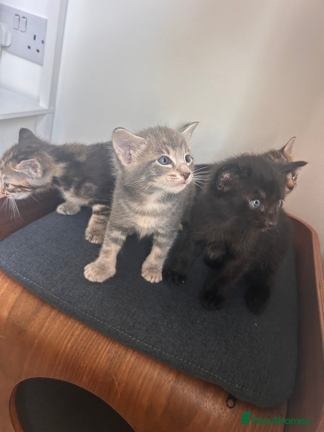 Oriental cats for sale: Oriental/ Siamese kittens  - Advert 4