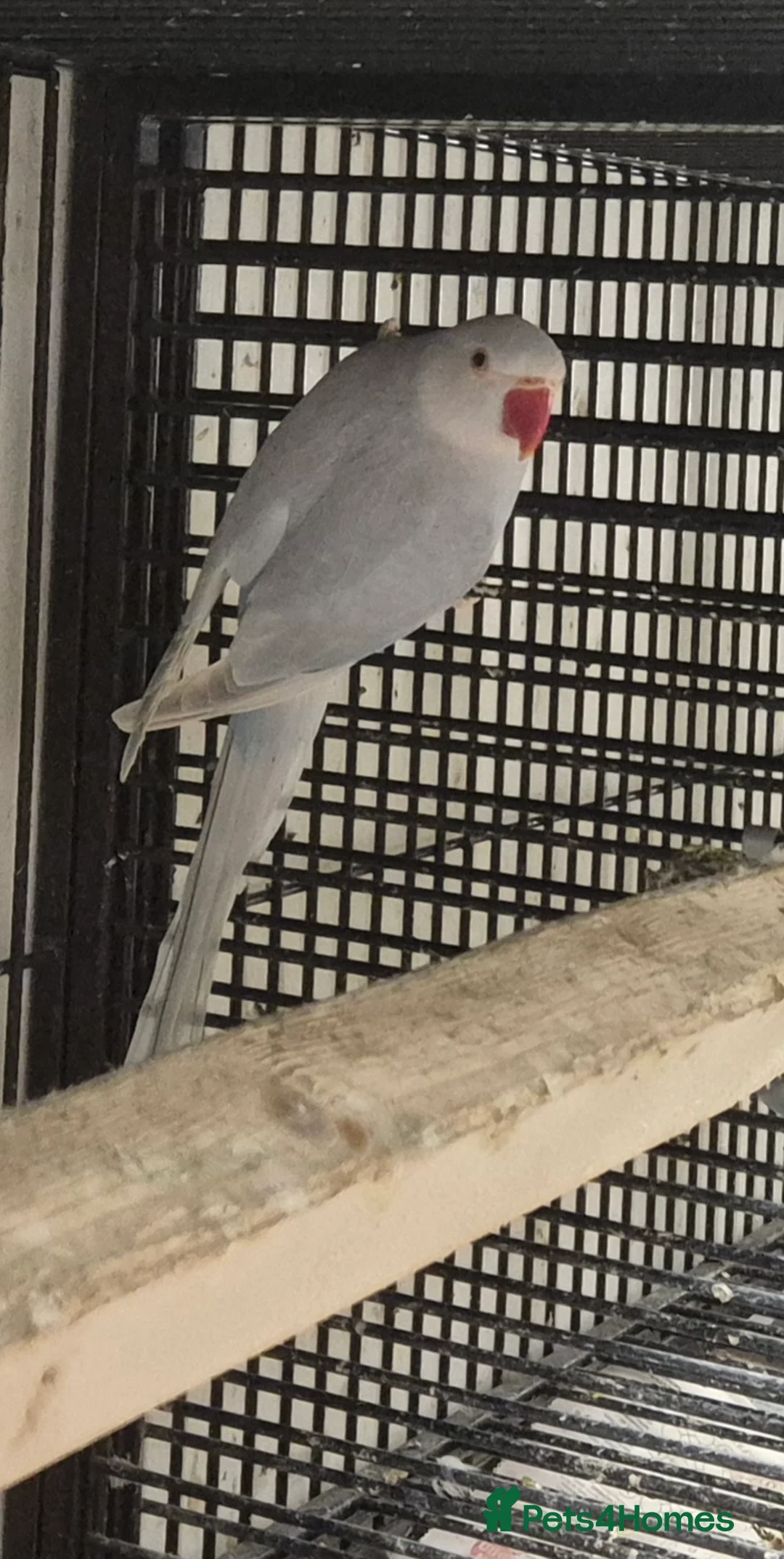 Mixed Breed birds for sale: Cage n aviary birds  - Advert 19