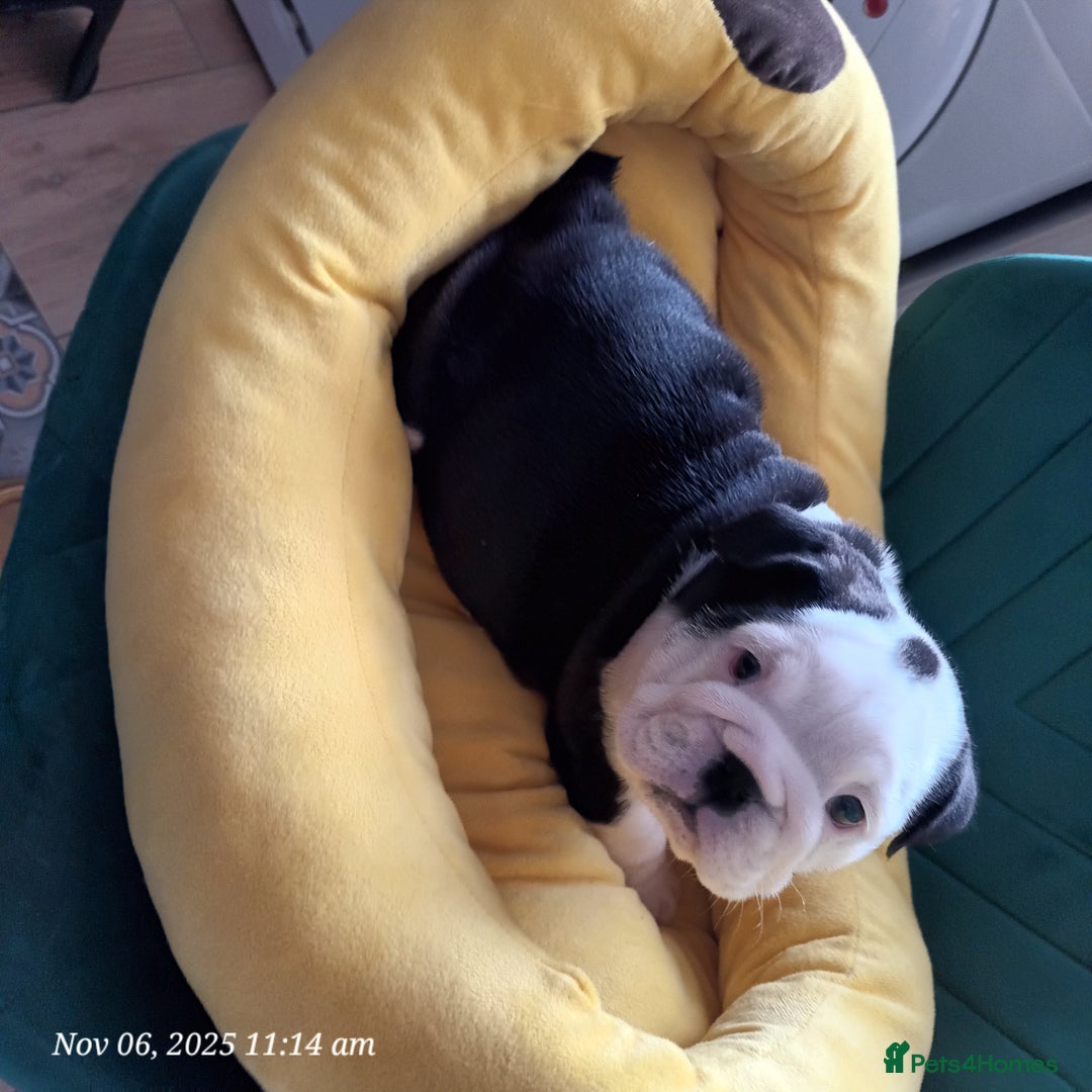 English Bulldog dogs for sale: Beautiful English buldog awaiting for new parents - Image 10