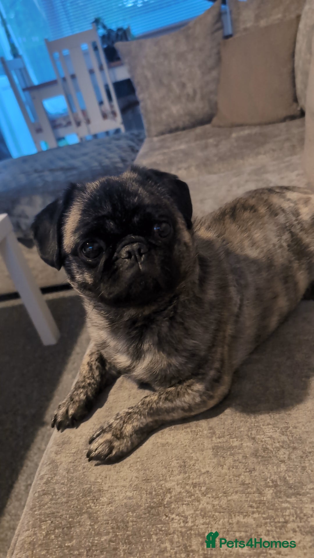 Mixed Breed dogs for sale: 5 year old pug-zu - Image 6