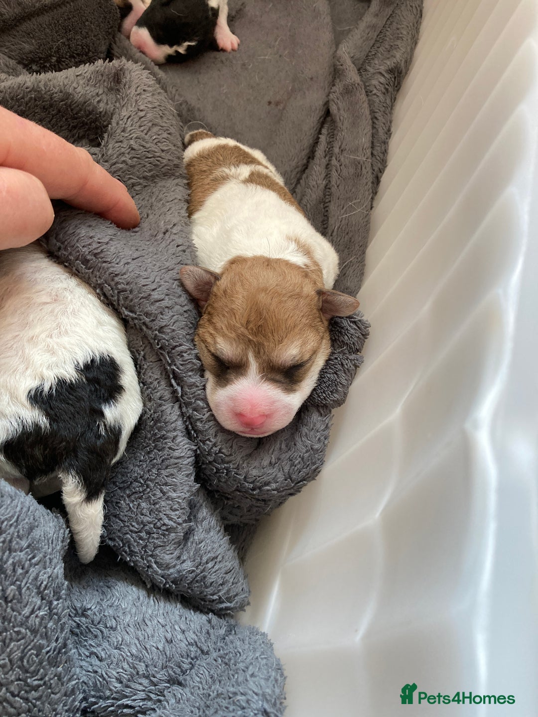 Jackapoo dogs for sale: @@GORGEOUS JACKAPOO PUPPIES@@ - Image 8