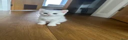 Turkish Angora cats for sale: 🤍 Two White Kittens – Playful & Litter Trained - Advert 2