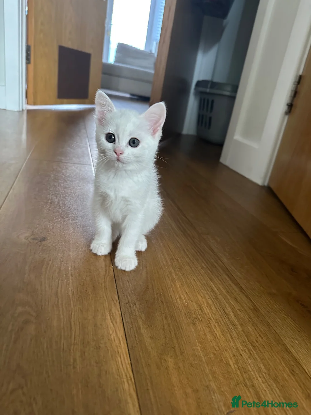 Turkish Angora cats for sale: 🤍 Two White Kittens – Playful & Litter Trained - Advert 2