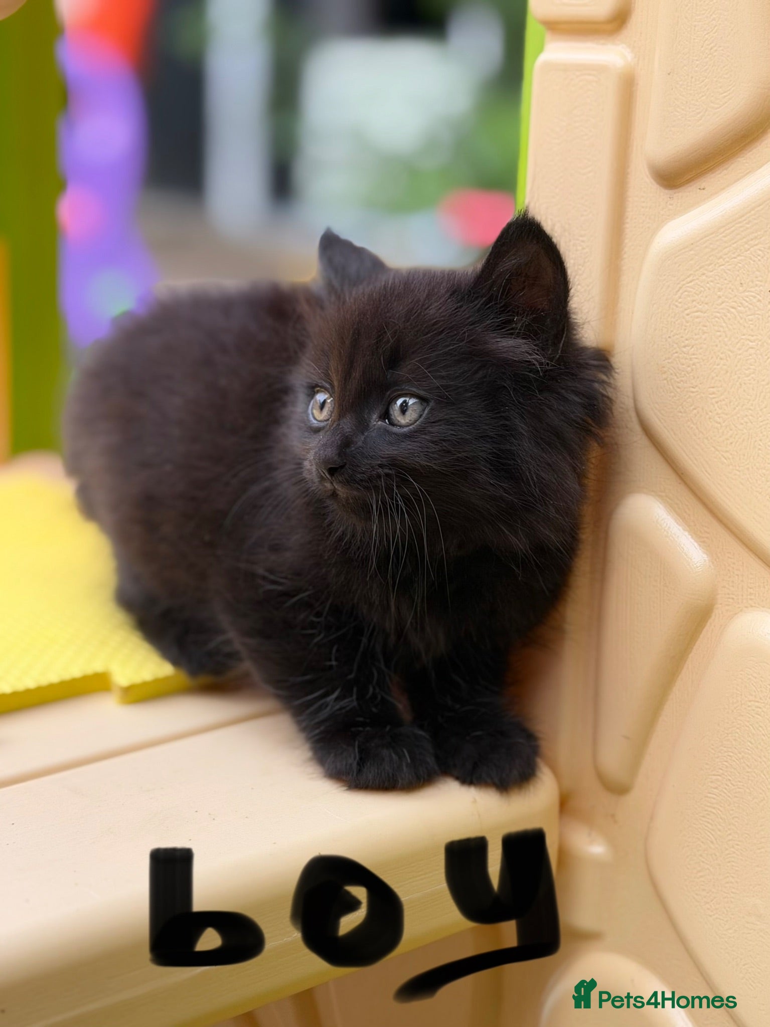 Mixed Breed cats Three Sweet Kittens Need a New Home! - Advert 3