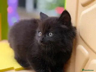 Mixed Breed cats Three Sweet Kittens Need a New Home! - Advert 3
