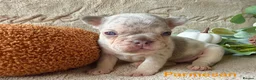 French Bulldog dogs for sale: Kc registered french bulldog puppies  - Advert 5