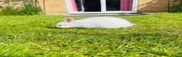 Netherland Dwarf rabbits for sale: Beuitiful netherland dwarf babys  - Advert 7
