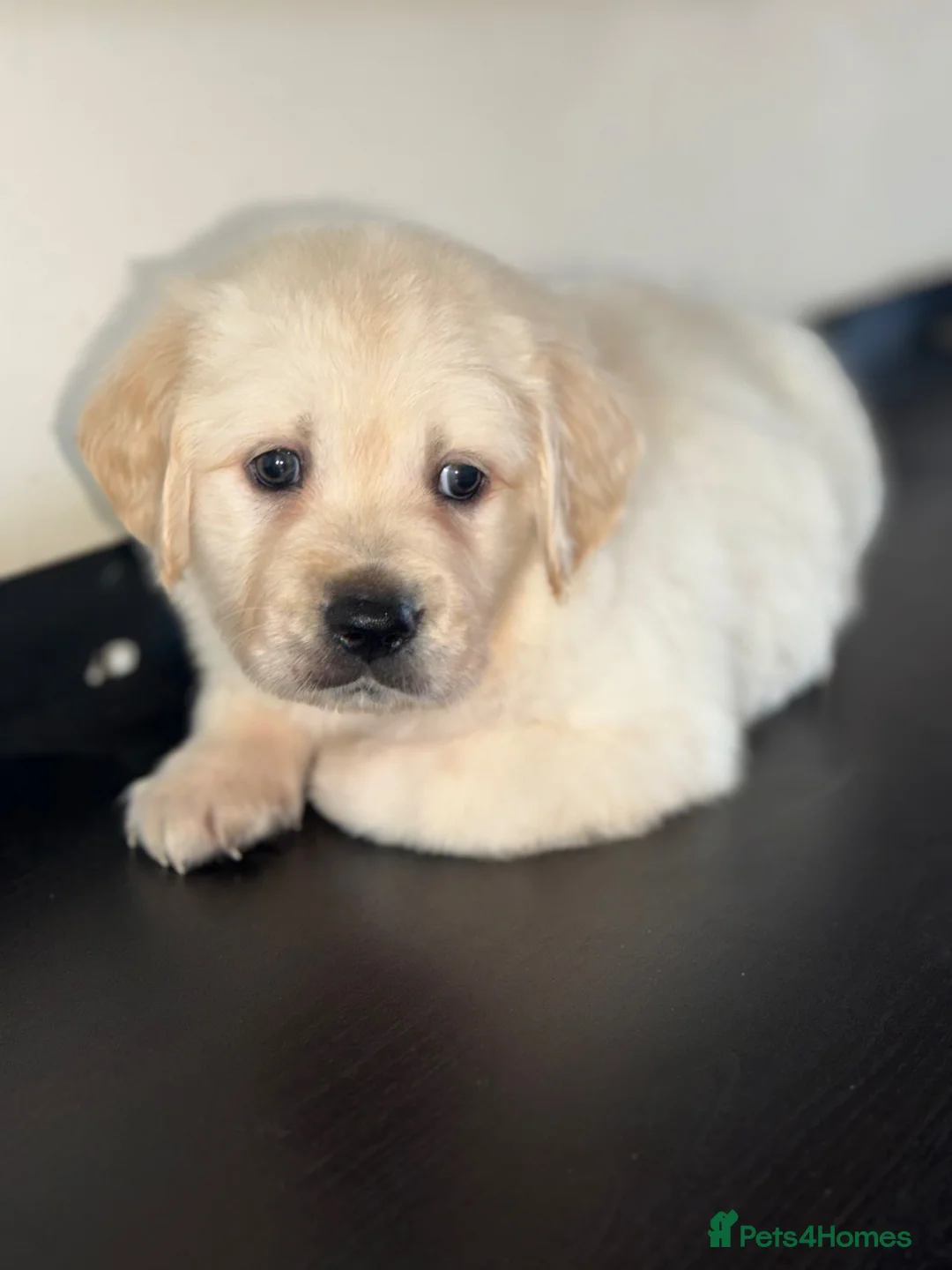Golden Retriever dogs for sale: 2 stunning white boys KC REG TESTED PARENTS!  - Advert 2