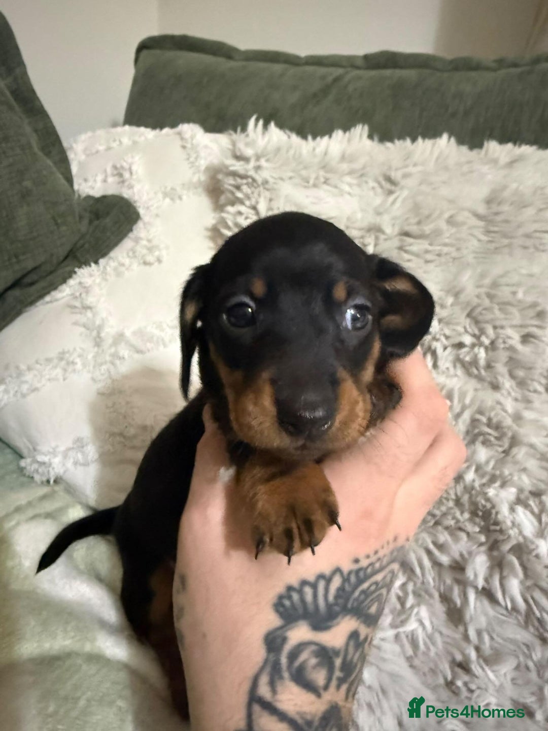 Miniature Dachshund dogs for sale: Black and tan miniature dachshund puppies   - Advert 2
