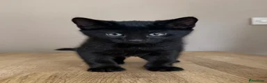 Maine Coon 4