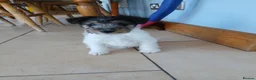 Fox Terrier dogs for sale: KC Wire haired fox terrier pups based in Kent - Advert 22