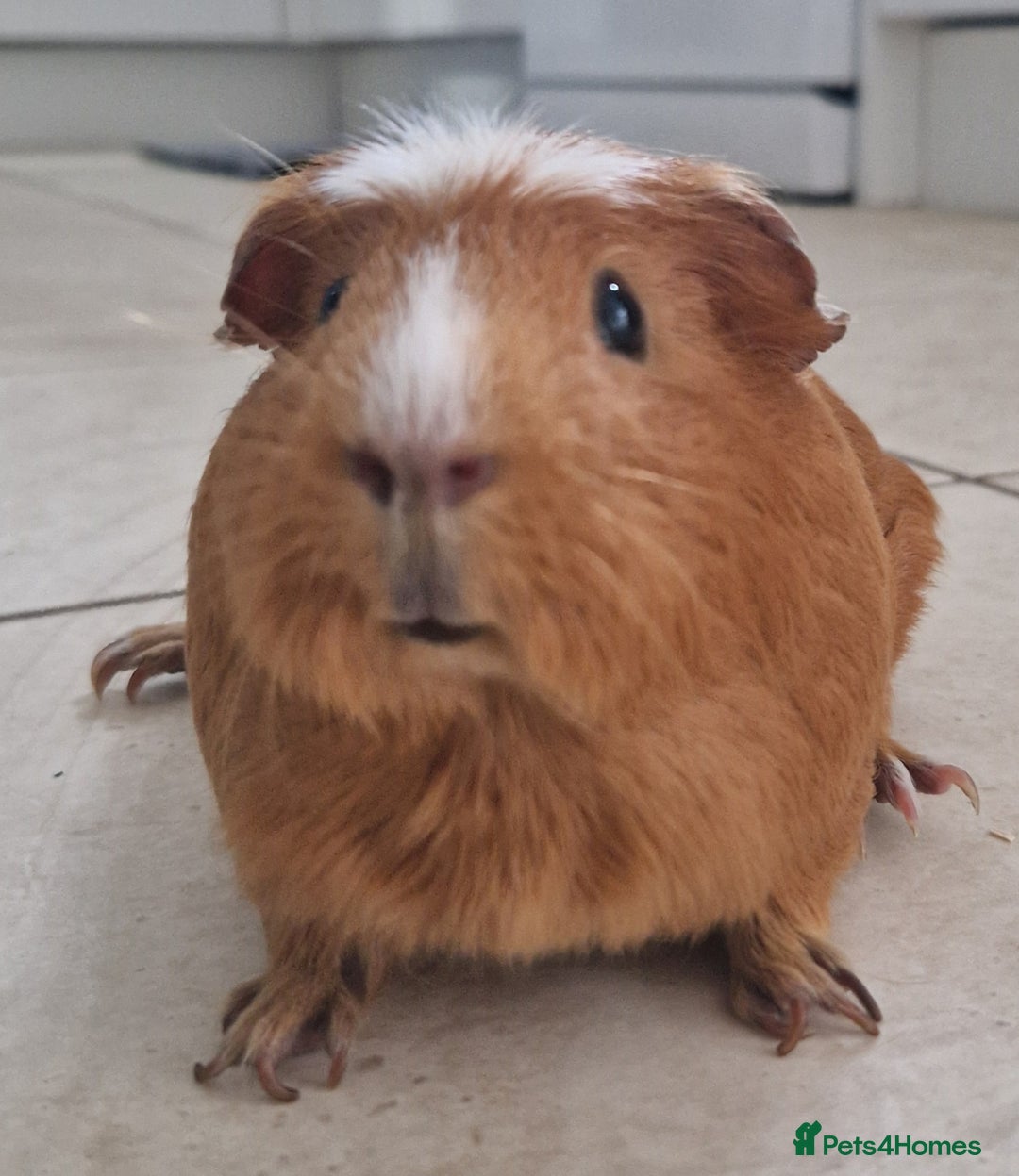 Guinea Pig rodents for sale: 2 Female Guinea Pigs  - Advert 6