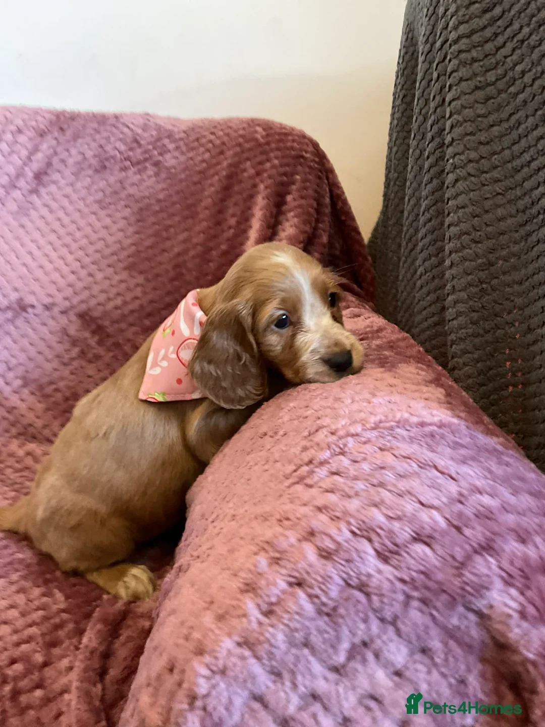 Cockapoo dogs for sale: 8 COCKAPOO PUPPIES 6 GIRLS 2 BOYS READY NOW - Advert 17