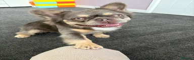 Archie 