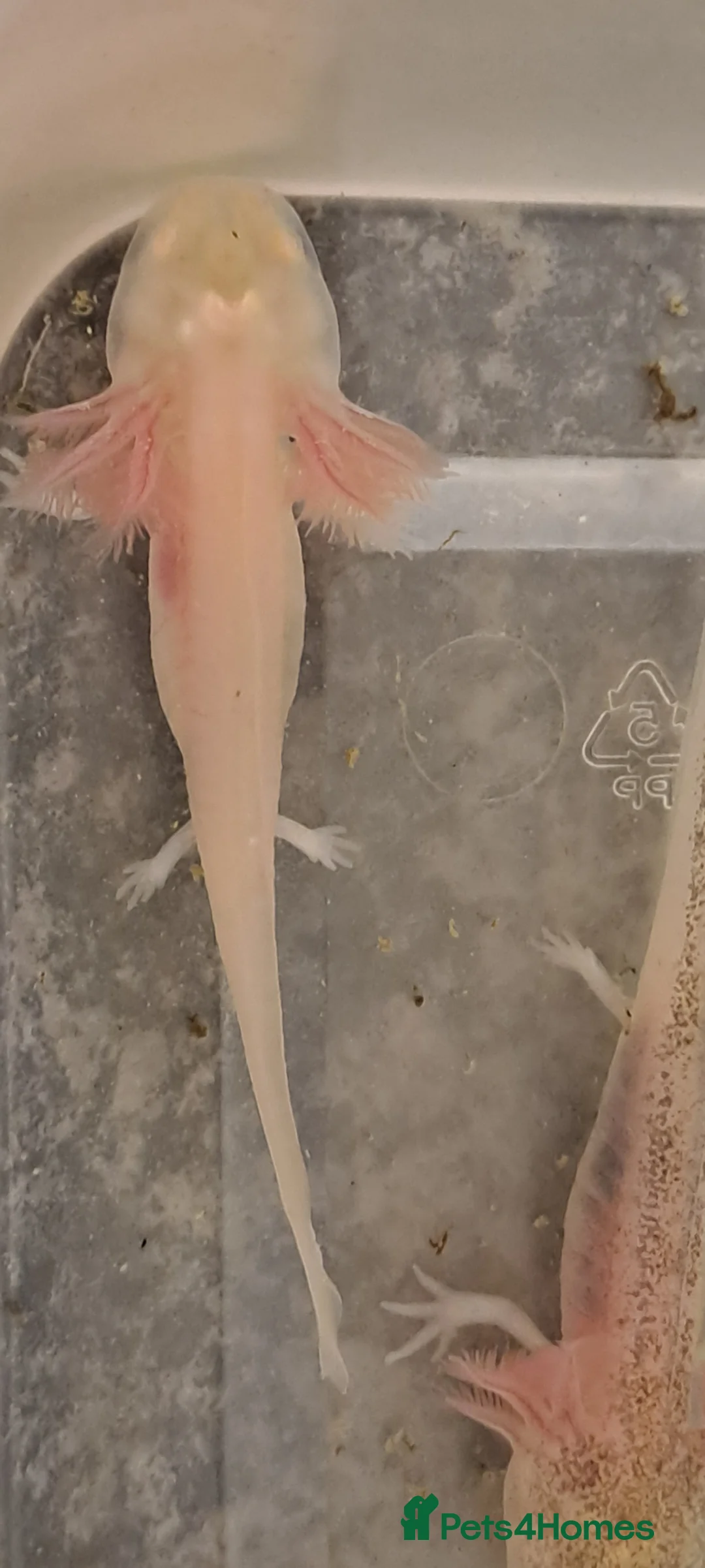 Axolotl reptiles for sale: Baby axolotls - Advert 2