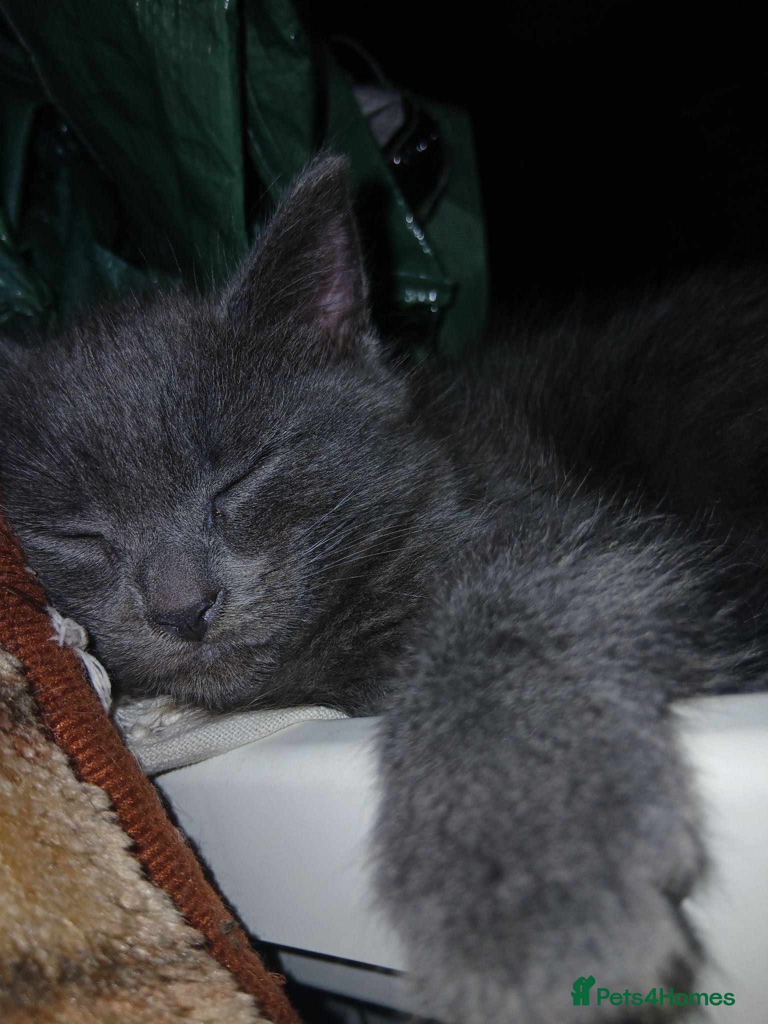 Mixed Breed cats Beautiful kitten female for sale  - Advert 1