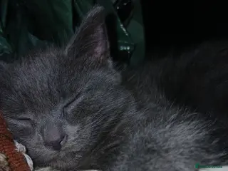 Mixed Breed cats Beautiful kitten female for sale - Advert 3