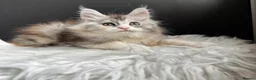 Maine Coon cats for sale: Outstanding Russian line kittens  - Advert 8