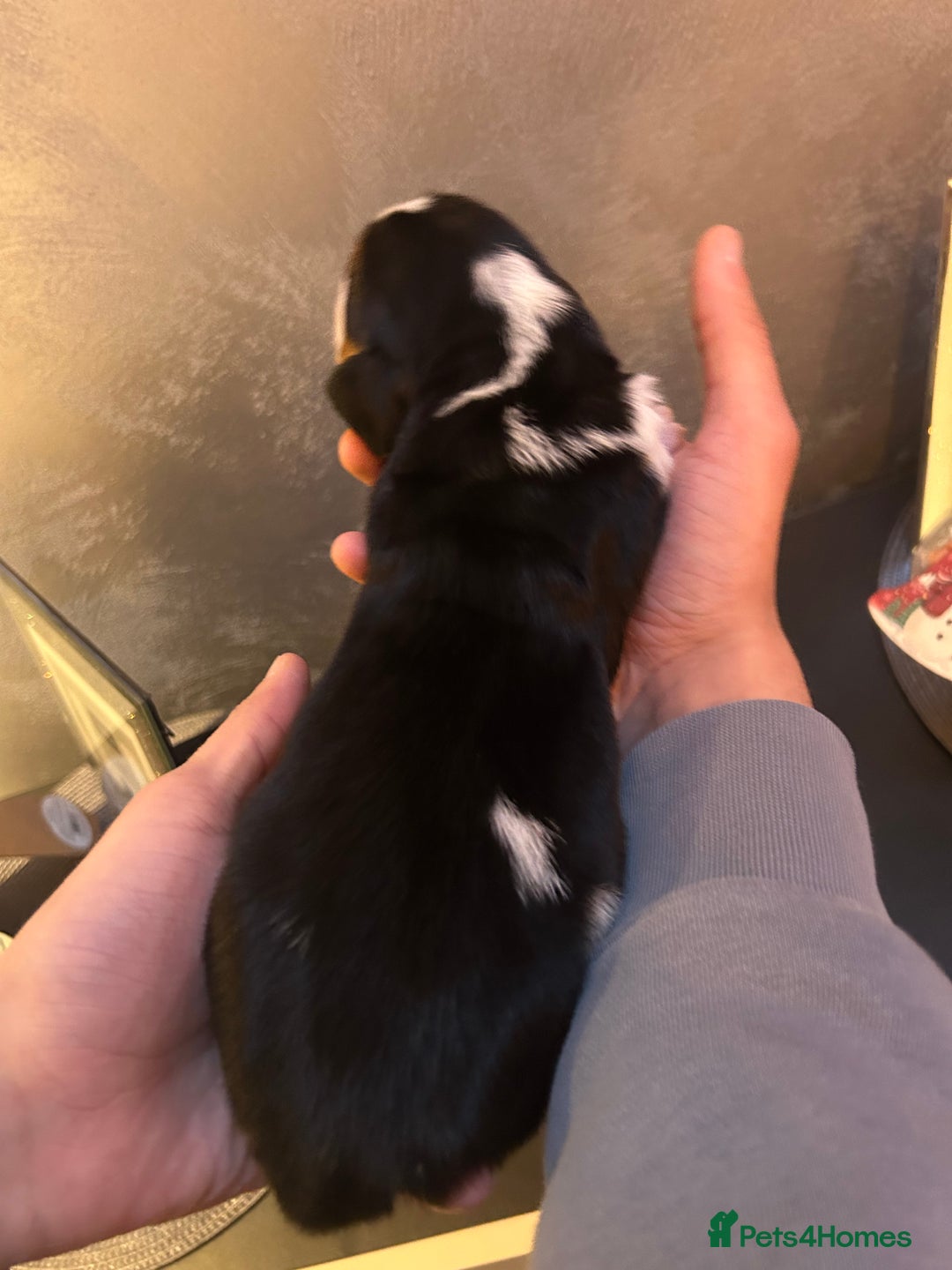 Basset Hound dogs for sale: Stunning Basset hound puppies!! KC reg. - Advert 4