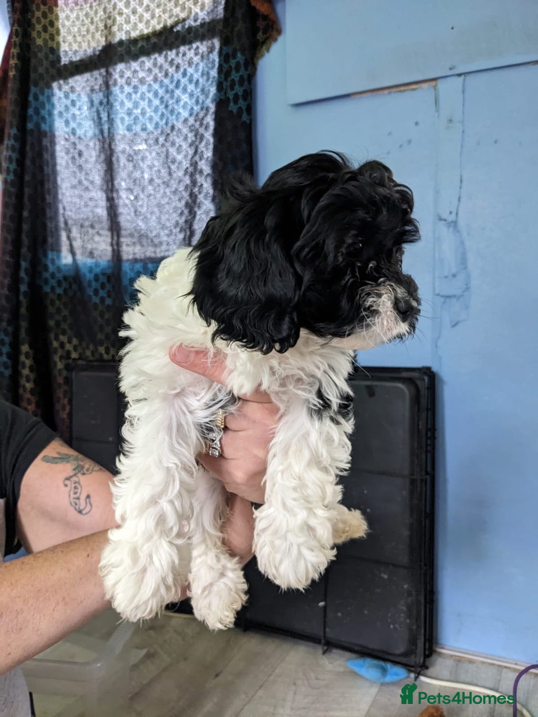 Cavapoo dogs for sale: Beautiful black and white cavapoo’s puppies - Advert 13