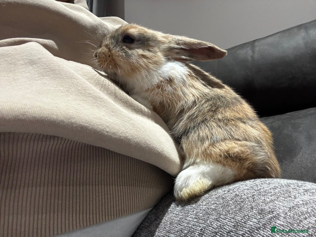 Mini Lop rabbits for sale: Mini Lop bunnies for sale  - Advert 14