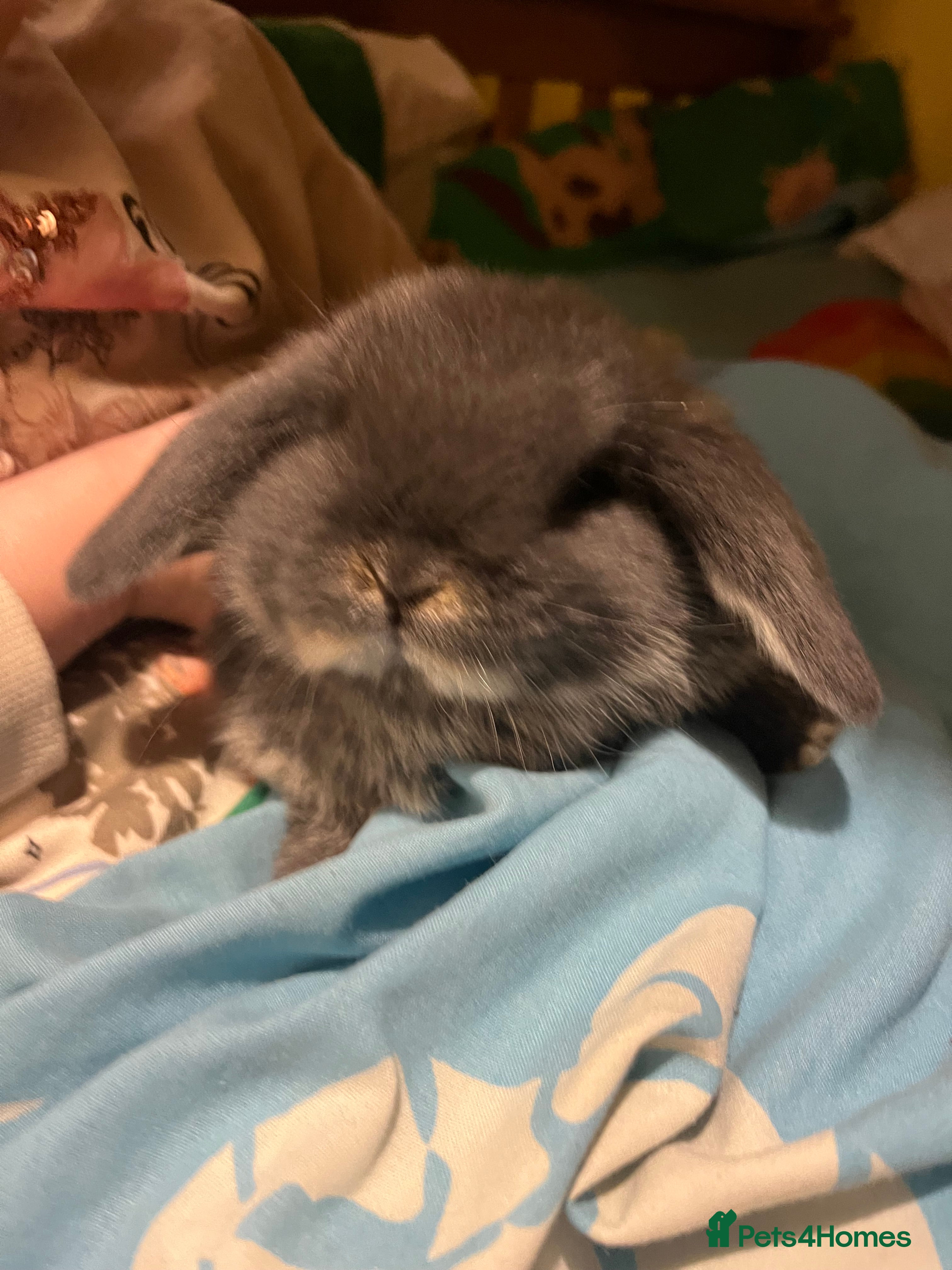 Mini Lop rabbits Stunning Mini Lop Kits  - Advert 1