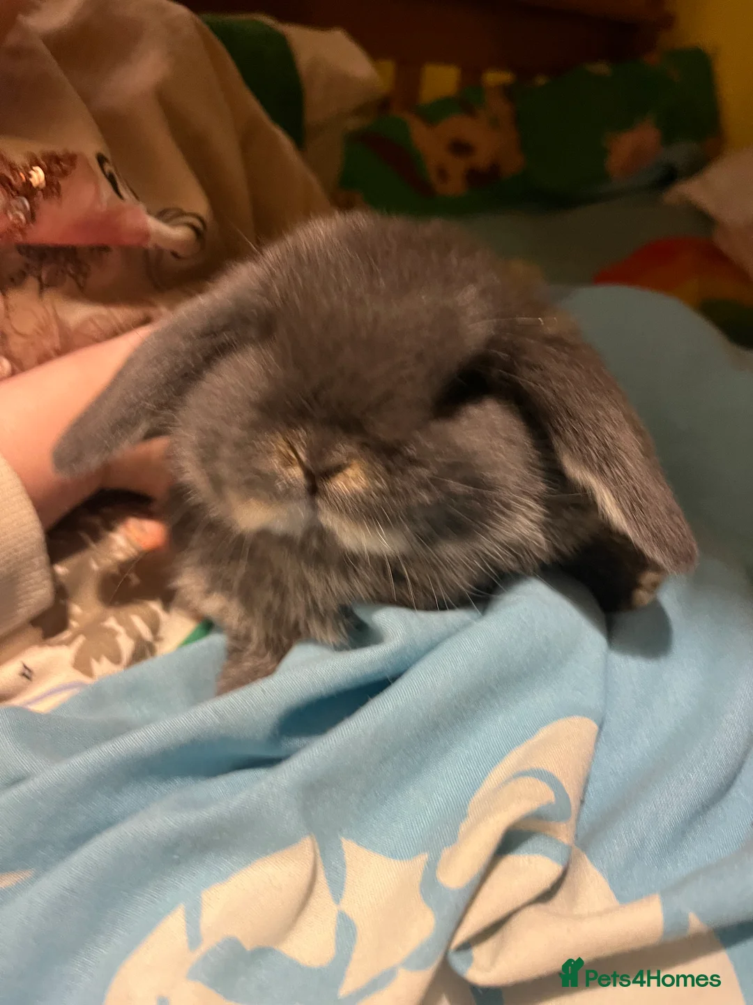 Mini Lop rabbits for sale: Stunning Mini Lop Kits  - Advert 1