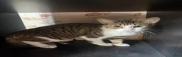 Mixed Breed cats for sale: Beautiful kittens ready now - Advert 12