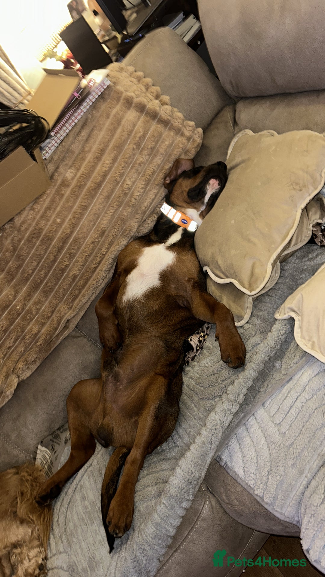 Mixed Breed dogs for sale: B A X T E R - 8month old beauty - Advert 5